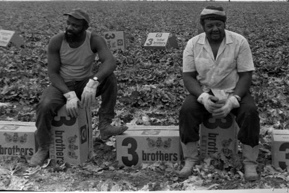 (3715) Three Lettuce Brothers field workers, California (3715) Three Lettuce Brothers field workers, California